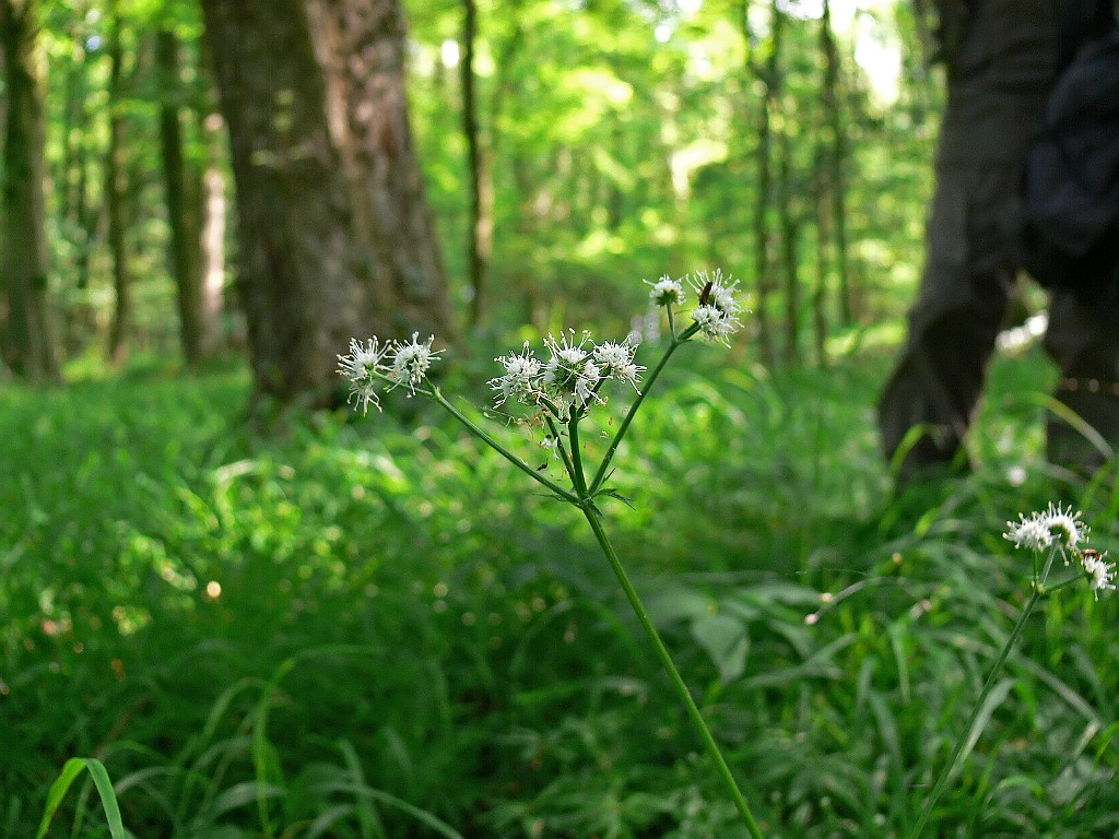 Heelkruid [6725].jpg - Heelkruid [Sanicula europaea]